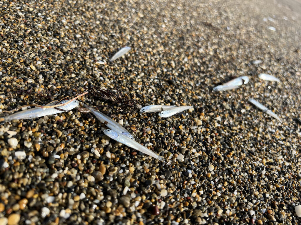 浜に打ち上がったカタクチイワシの画像