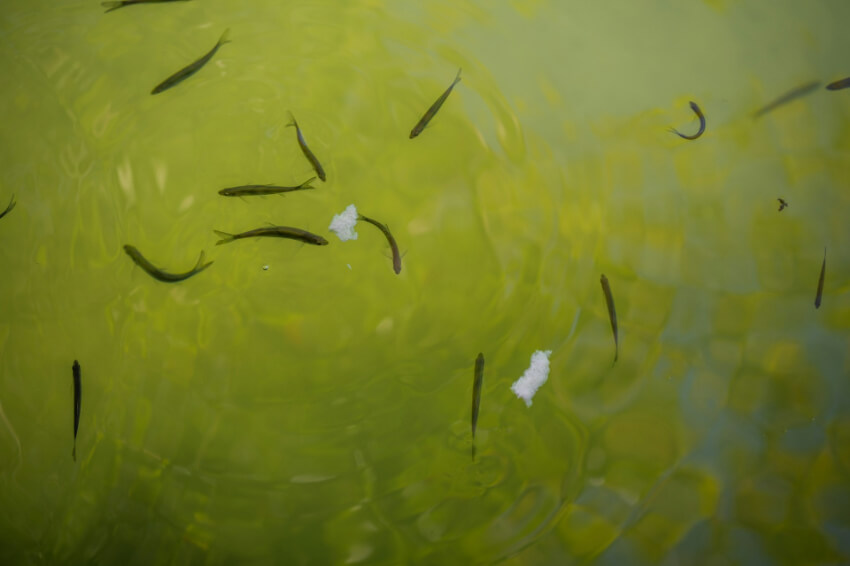 ハクパターンの時期と発生条件