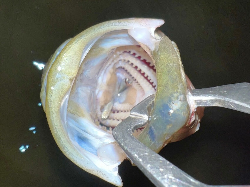 ハクパターンとは？口にハクが入ったシーバス