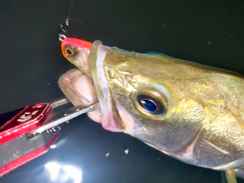 ハクパターンで釣れたシーバスの画像