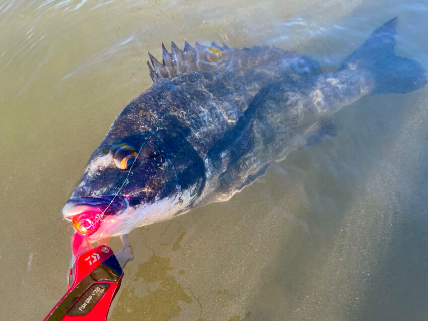 浜名湖のチヌは食べれるのか？