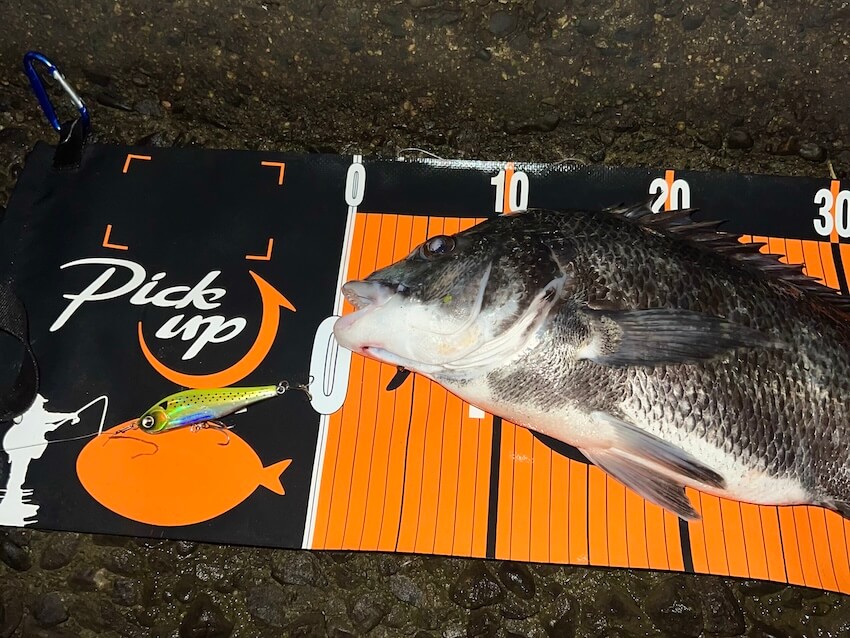 釣れたクロダイの画像2