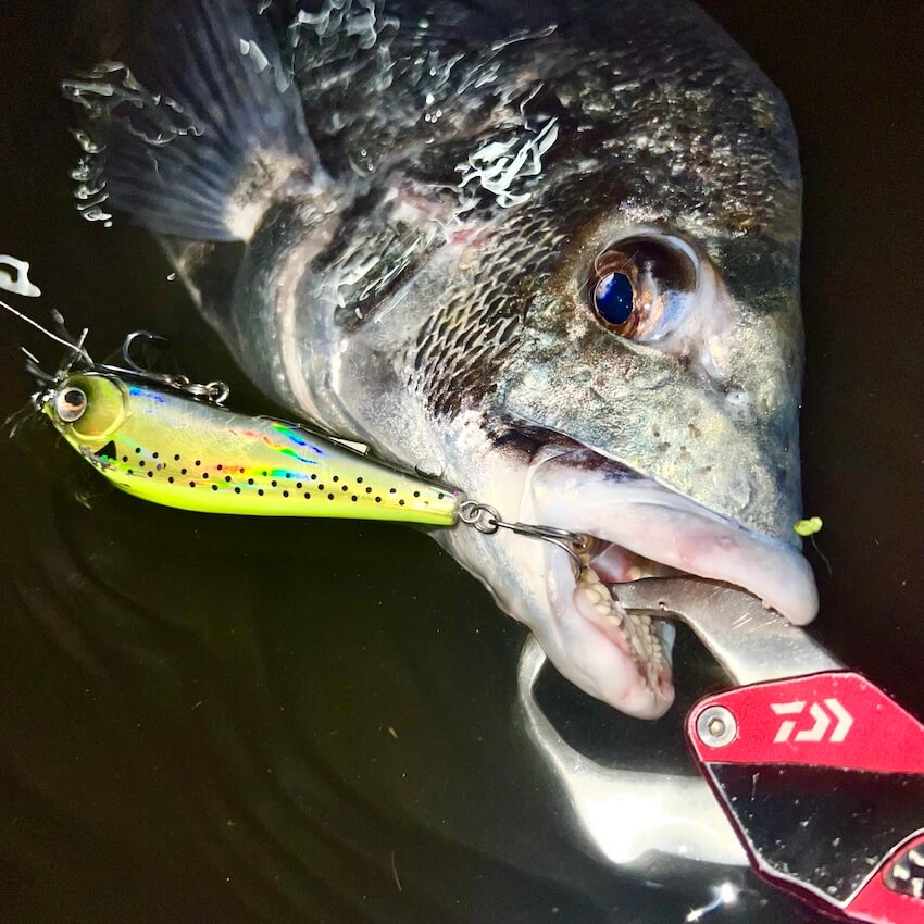 釣れたクロダイの画像
