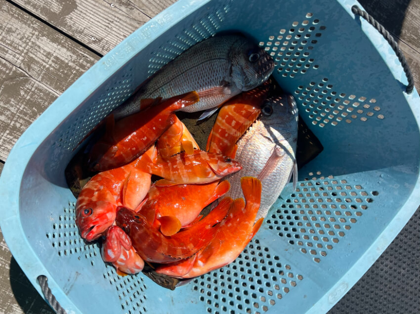 2日目に4人で釣った魚の画像