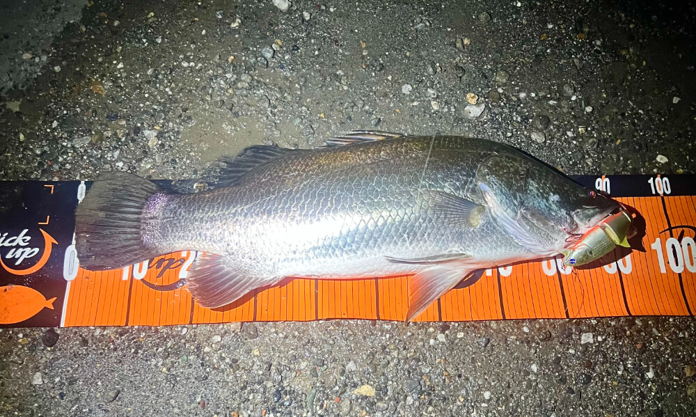 高知で釣れたアカメの画像