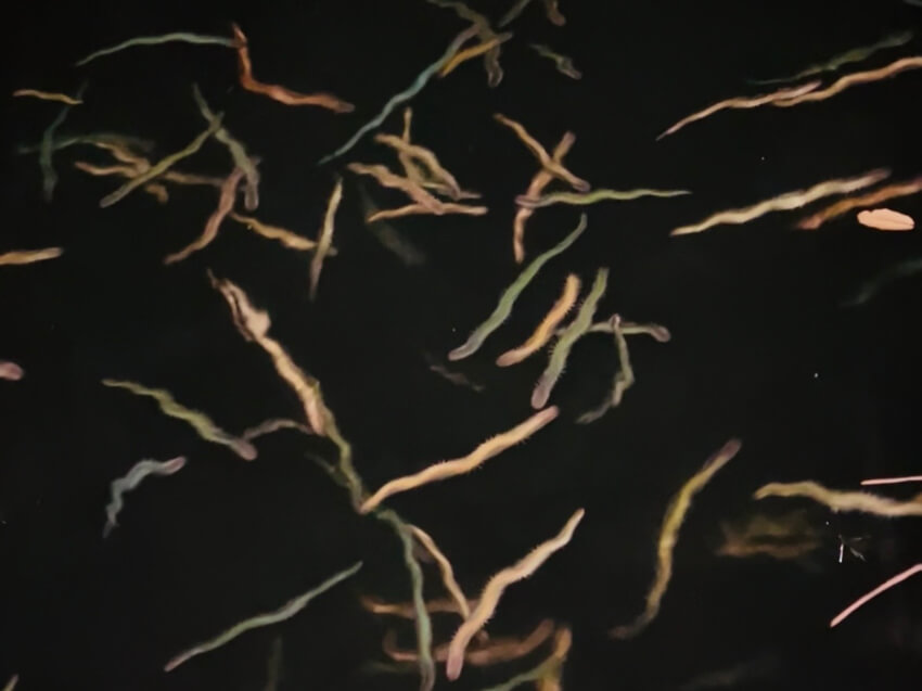 「バチ抜け＝必ず釣れる」という勘違い