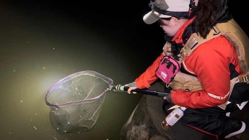 シーバス用タモのおすすめスペック