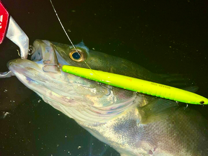 名古屋港のバチパターンで釣れたシーバス