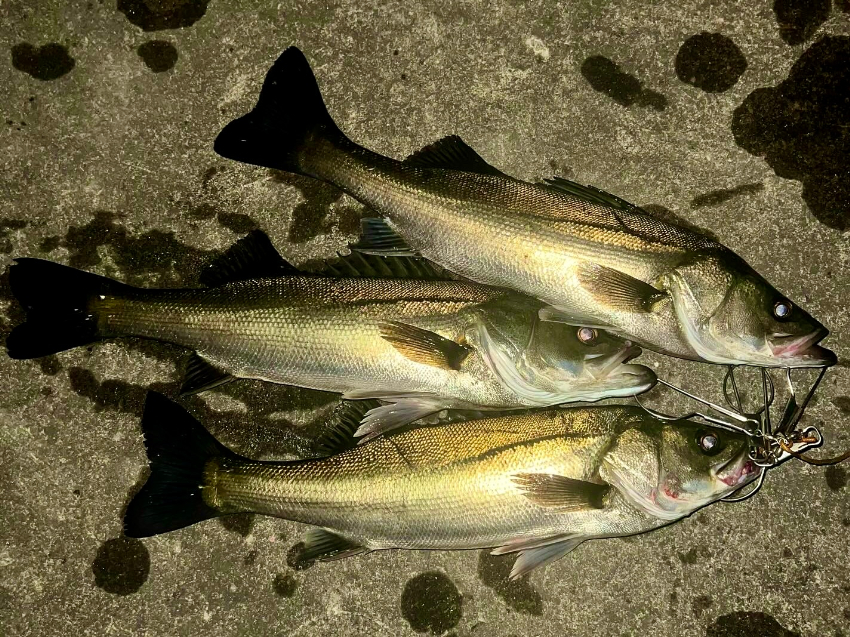 バチパターンで釣れたシーバス