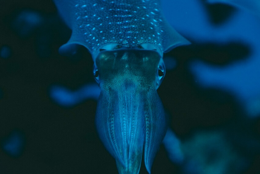 福井イカメタルの時期はいつ？のイメージ画像