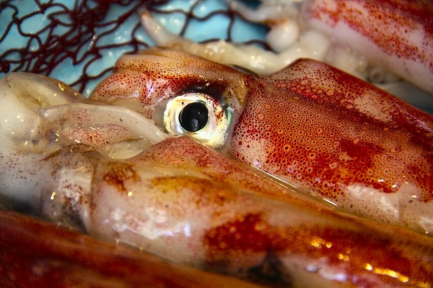 初心者におすすめのイカメタル時期のイメージ