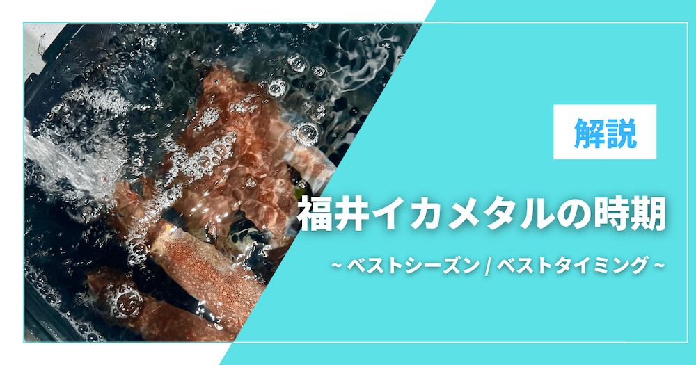 福井イカメタルの時期はいつ？ベストシーズンとベストタイミングを解説のアイキャッチ