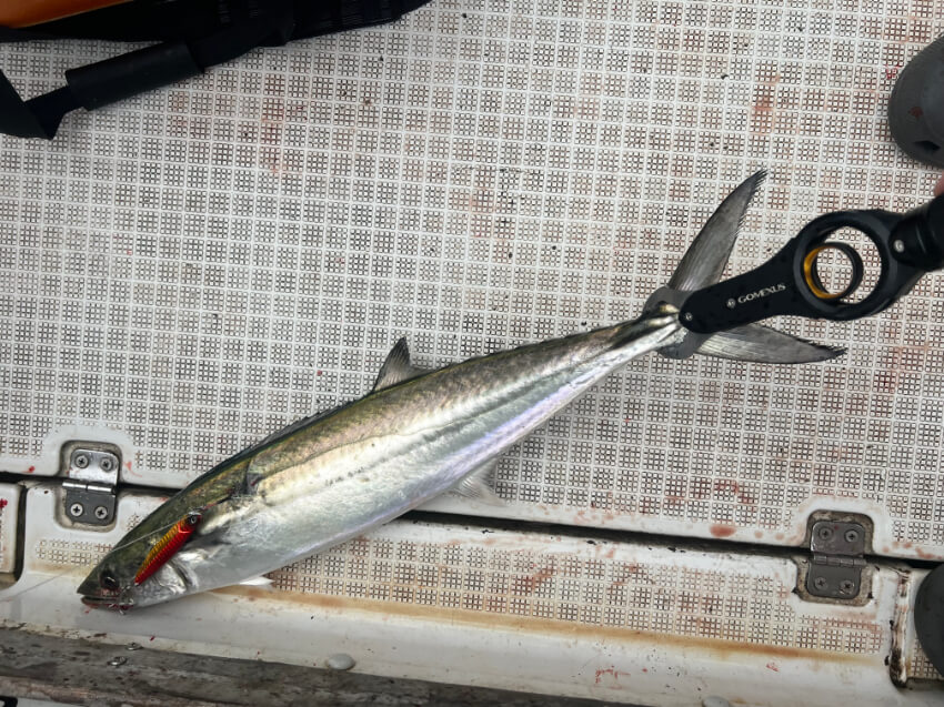 伊勢湾で釣れたサゴシ
